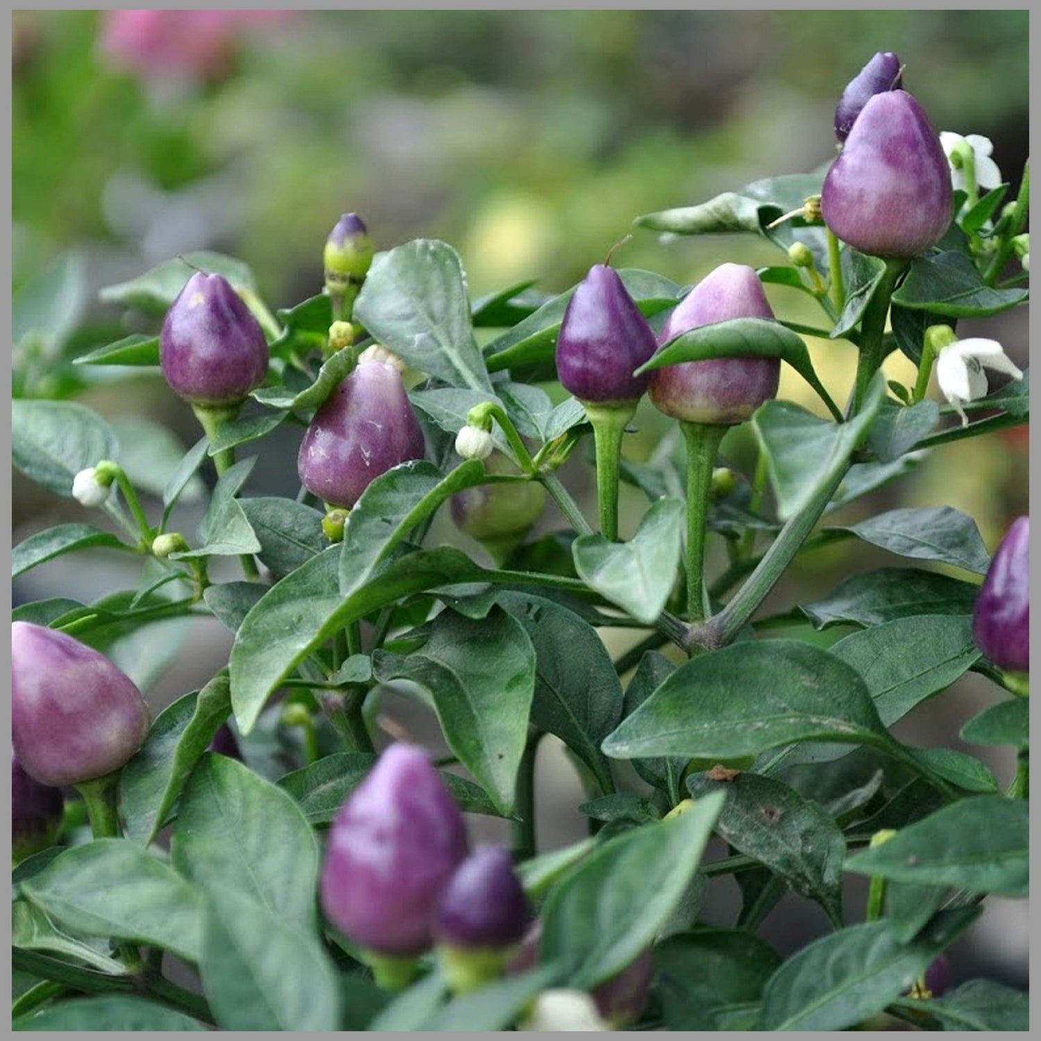 Pepper Capsicum annuum Marconi Lila vegetable seeds for planting in kitchen garden or patio containers