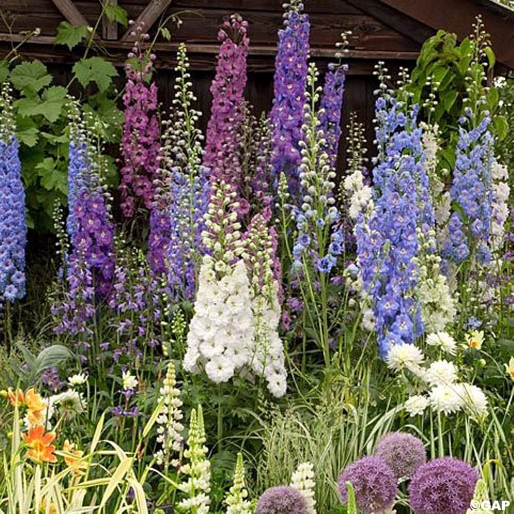 Delphinium Pacific Riesen Mix Seeds ( , Perennial)