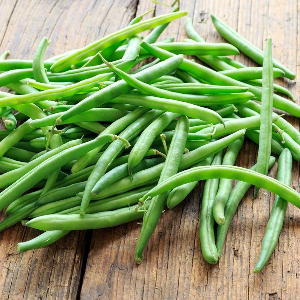Green Bush Bean Seeds for Planting - heirloom & Non GMO Seeds