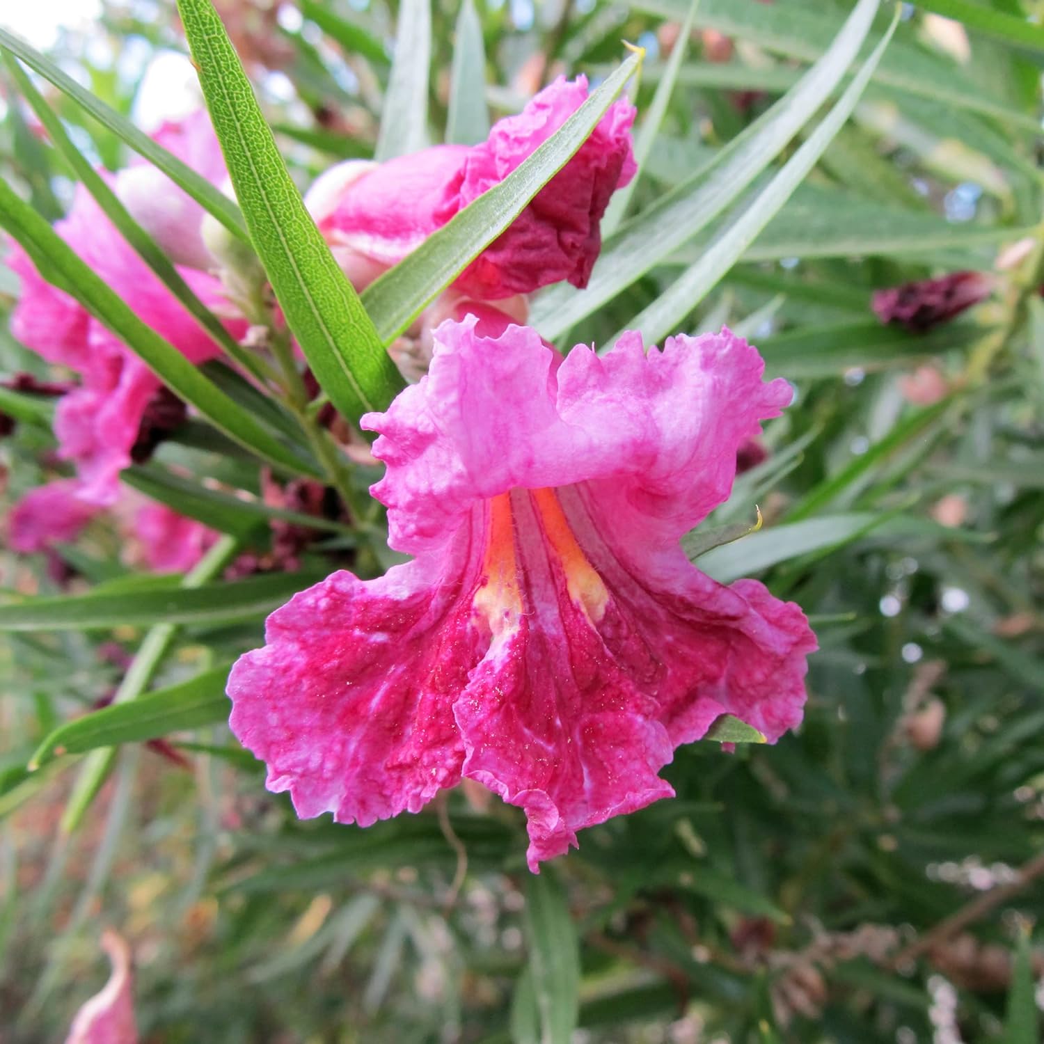 Desert Willow Seeds