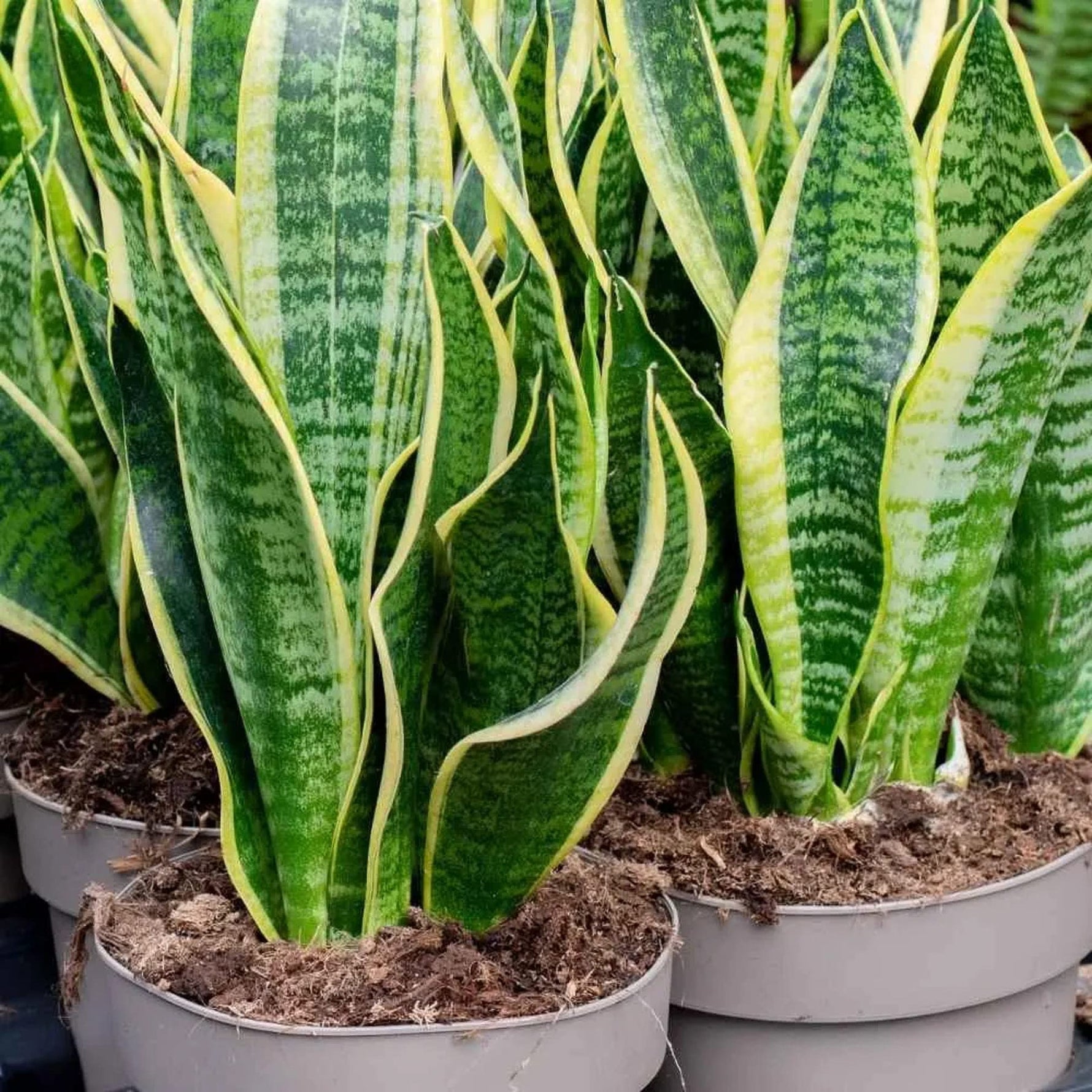 plant new snake plant seed Green Snake Plant Seeds for Planting