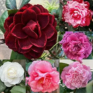 Camellia Camellia japonica flower seeds for planting in home garden or shaded borders