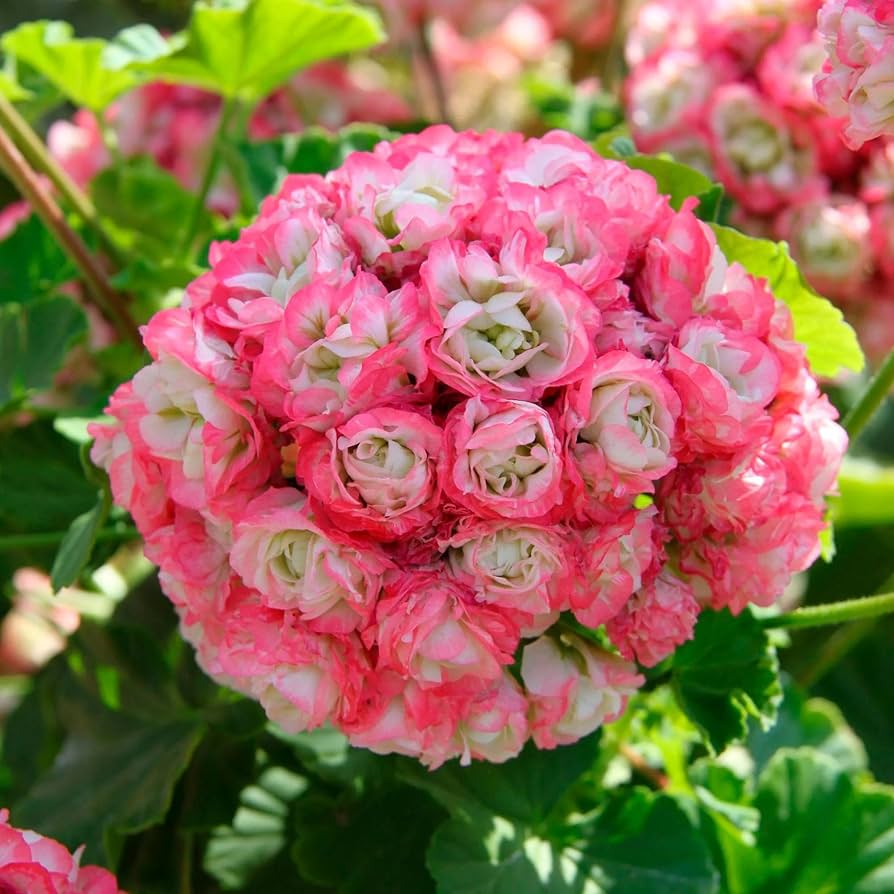 Rare Geranium Seeds pcs Perennial Flower