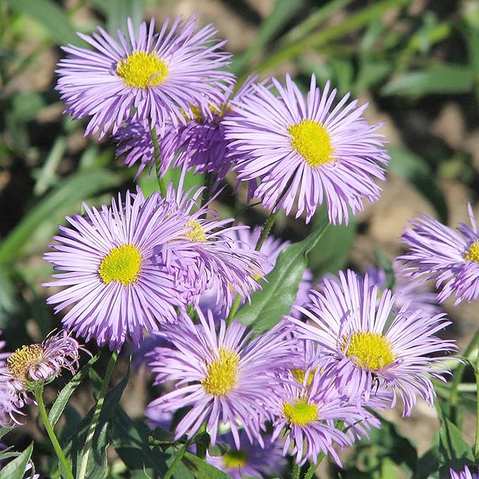 Fleabane Daisy Seeds Erigeron Speciosus Perennial