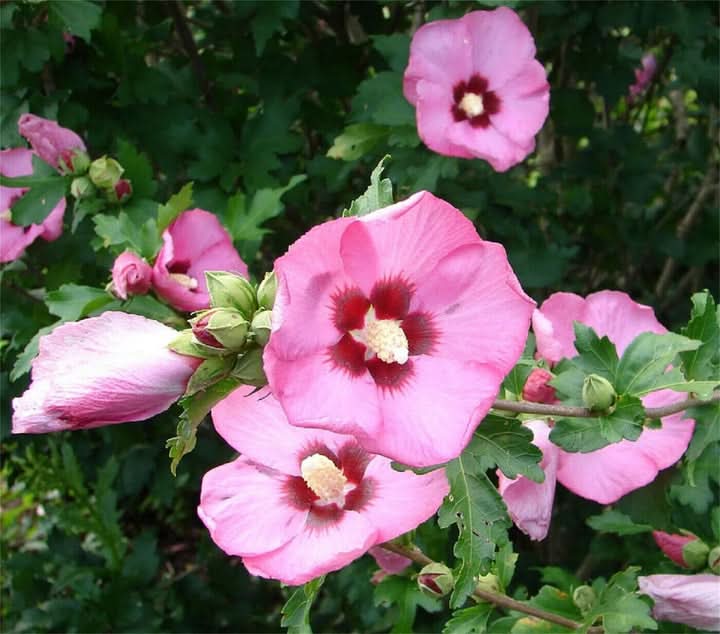 Rose of Sharon Hibiscus Seeds for Planting, Purple Flowering Planting Seeds