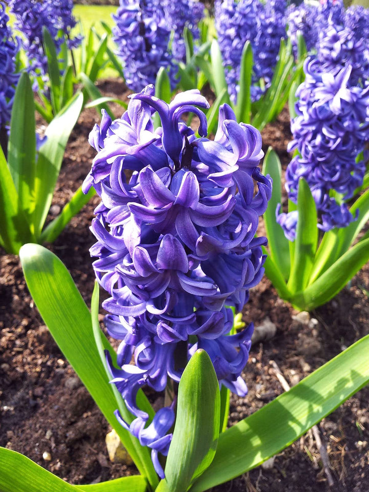 Deep Blue Hyacinthus Orientalis Flower Seeds for Planting