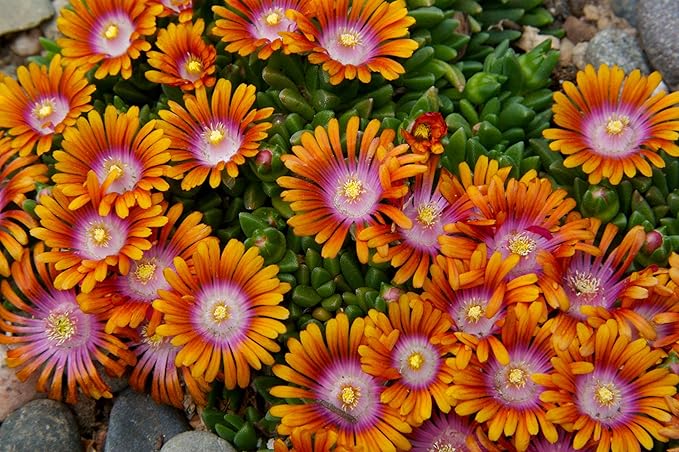 Delosperma Iceplant Seeds