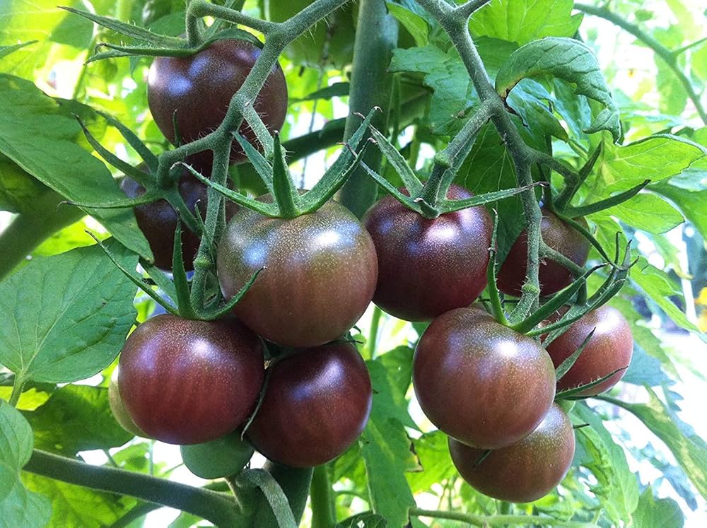 Heirloom Black Cherry Tomato Seeds - Seeds for Productive Sweet-Tasting Tomatoes