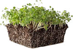 Burnet seeds for refreshing herbal gardening