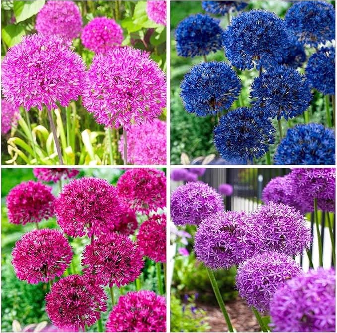 Exotic Giant Allium Multicolor Flower Garden Seeds