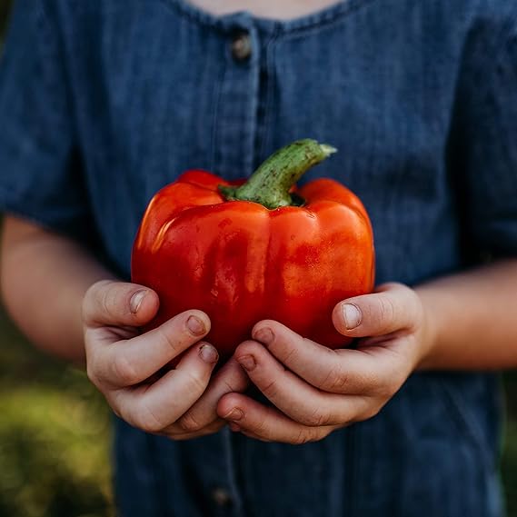 Pepper Capsicum Annuum Giant Spices Spicy Red Chili Vegetable Seeds for Planting – Hot Variety for Kitchen Garden and Cooking Use