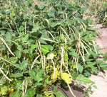 Dixie Lee Cream Crowder Southern Pea Vigna unguiculata for planting in vegetable patch