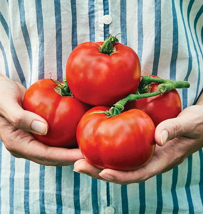 Tomato Solanum lycopersicum heirloom vegetable seeds for planting in home garden or raised beds