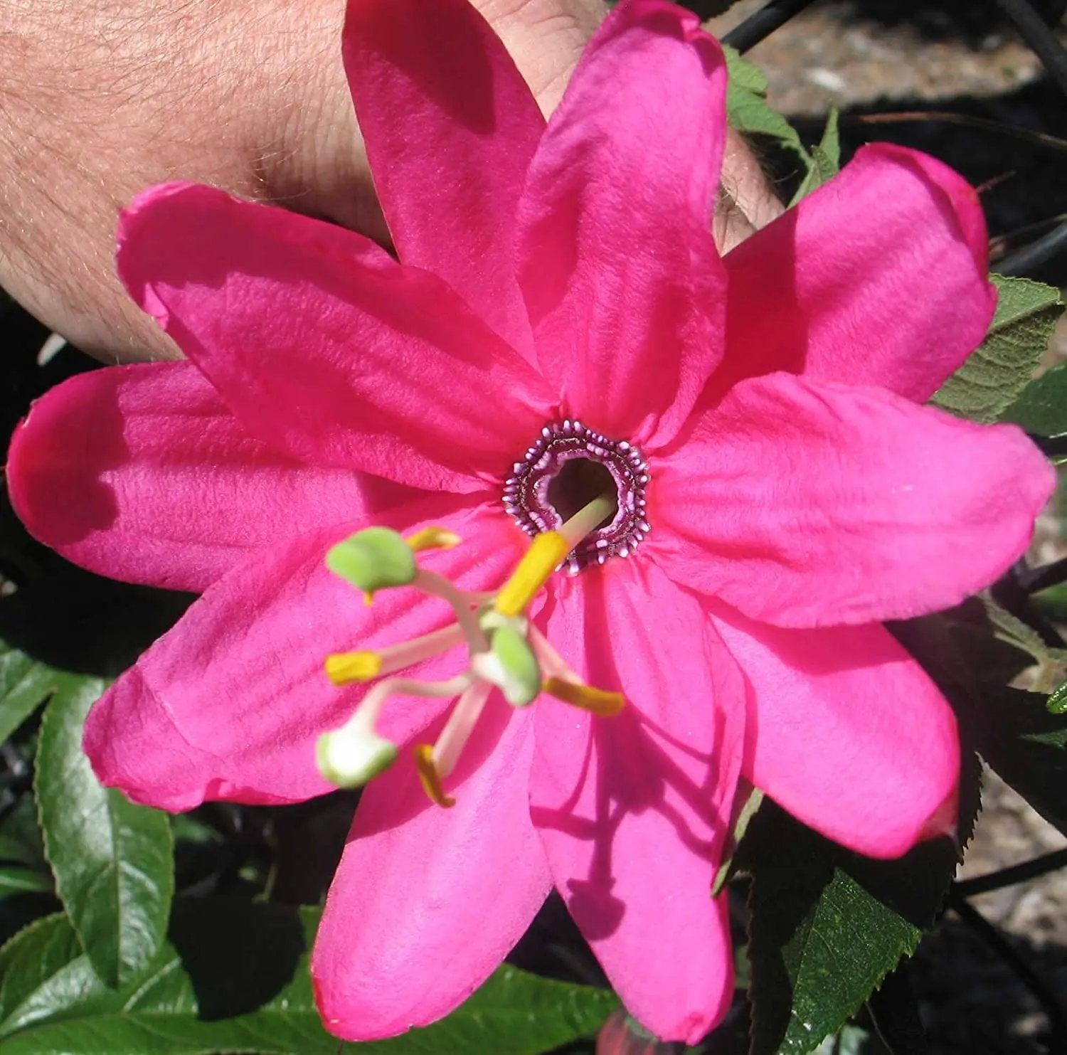 Pink Mollissima Flower Seeds for Planting, NON GMO Seeds for planting in home garden