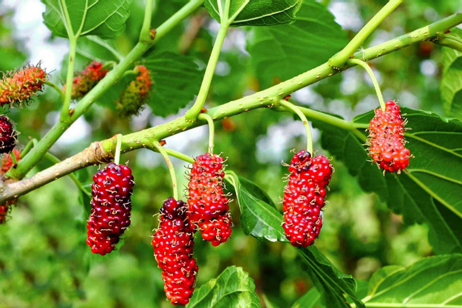 Red Mulberry – Sweet, Juicy, and Nutritious Berries