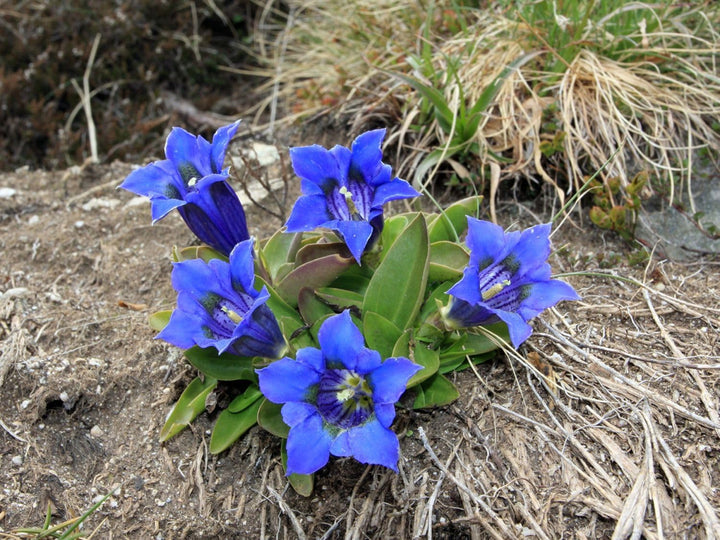 Enzian Gemischt Flower Seeds for Planting - 100 pcs
