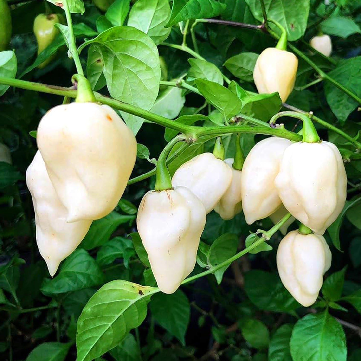 White Ghost Pepper Seeds for Planting, heirloom & Non-GMO Seeds