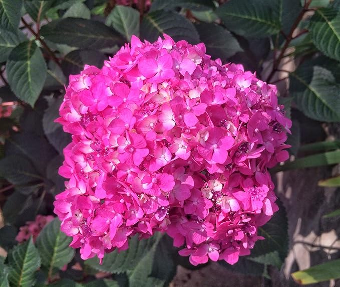Double Hydrangea Seed Pack ( )