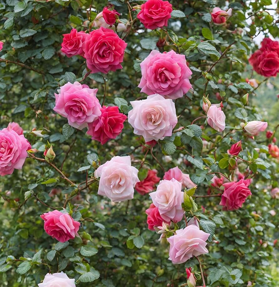 Climbing Rose Rosa spp. Seeds for Planting - Perfect for Flower Bed & Home Garden