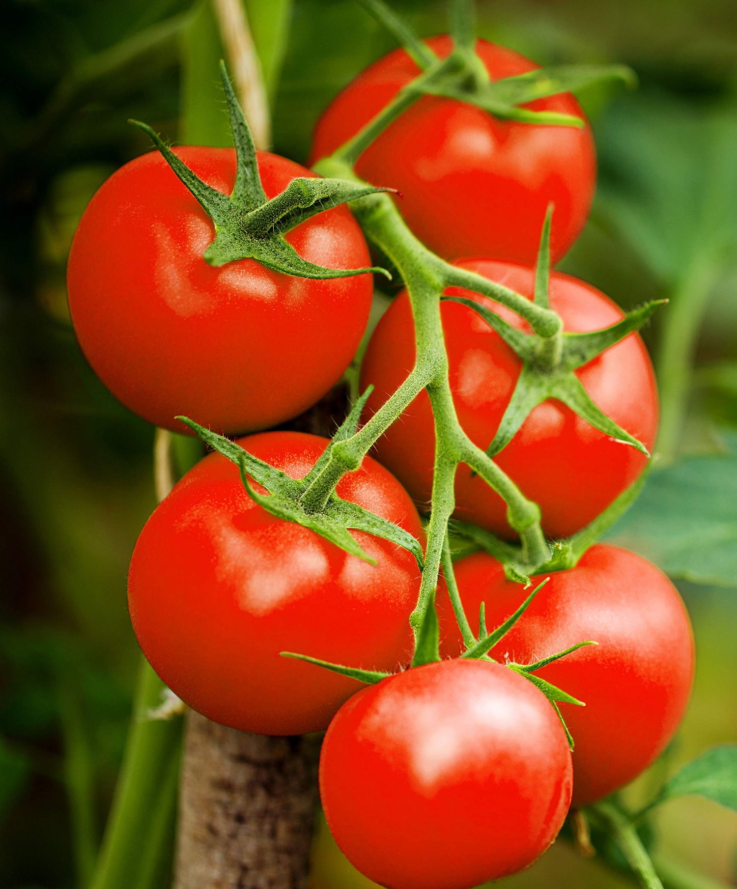Heirloom Tomato Homestead Seeds for planting in vegetable patch