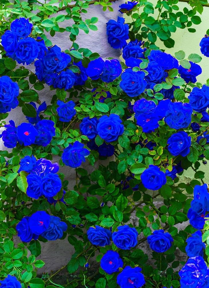 Climbing Geranium Seeds (Blue) – Fresh Seeds for Planting Blue Vining Flowers