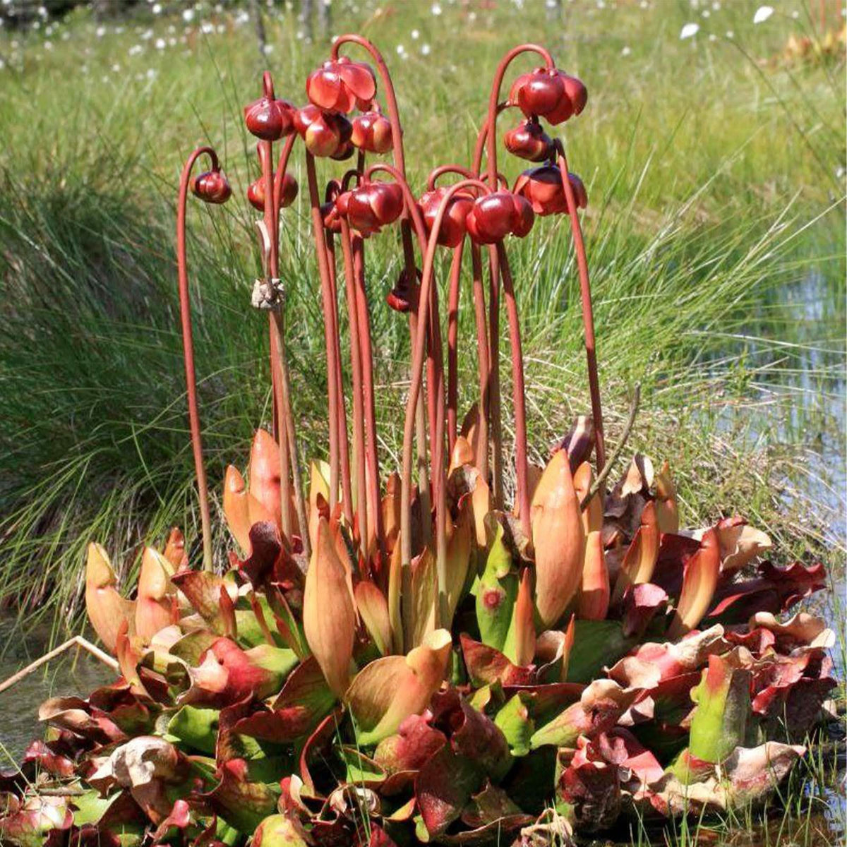 Purple Pitcher Plant Sarracenia purpurea carnivorous flower seeds for indoor pots and home garden