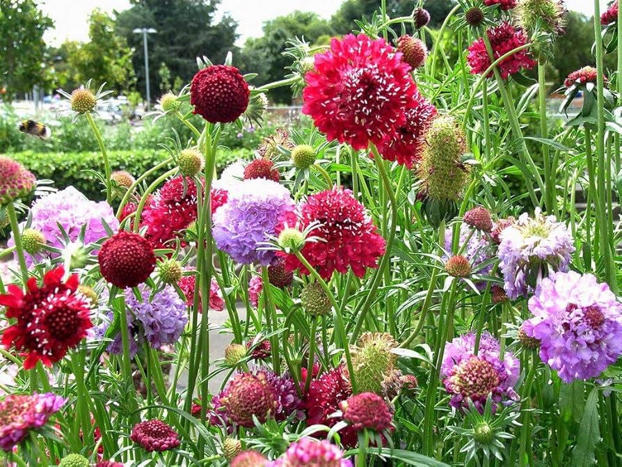 Scabiosa Cutbrite Pincushion Mix Flower Seeds – Colorful Mix for Cut Flowers and Pollinator Gardens