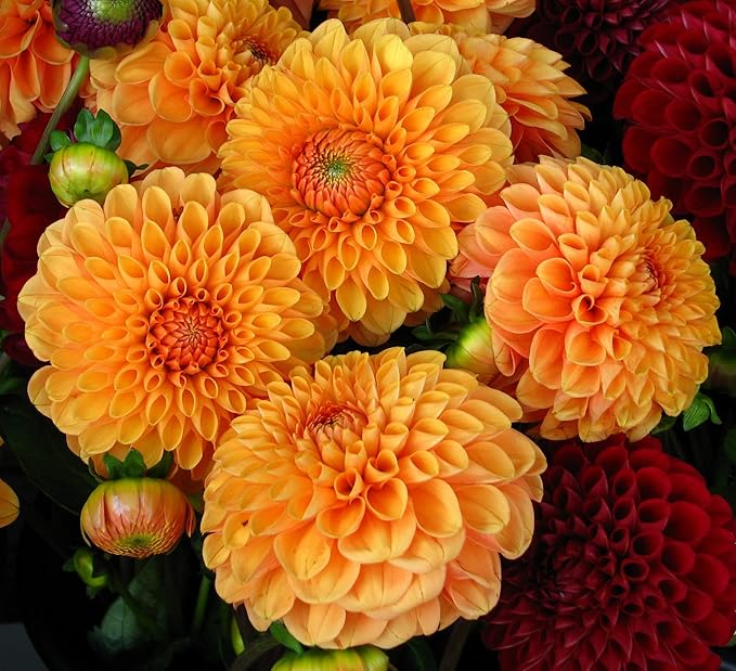 Heirloom (Heirloom scientific name) for planting in garden