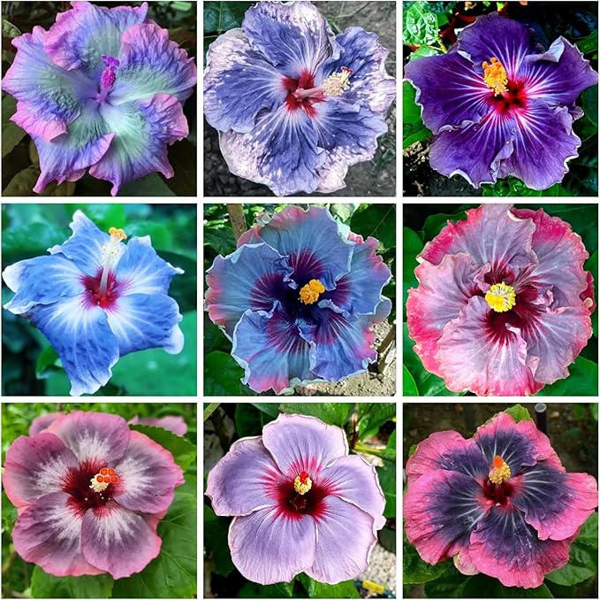 Mixed Color Hibiscus Seeds – Hibiscus spp for Flower Bed – Dharaseeds