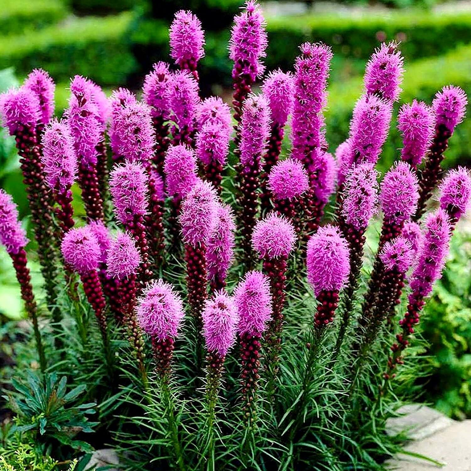 Gayfeather Blazing Star Seeds