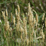 Sweet Vanilla Grass Anthoxanthum nitens for planting in indoor garden