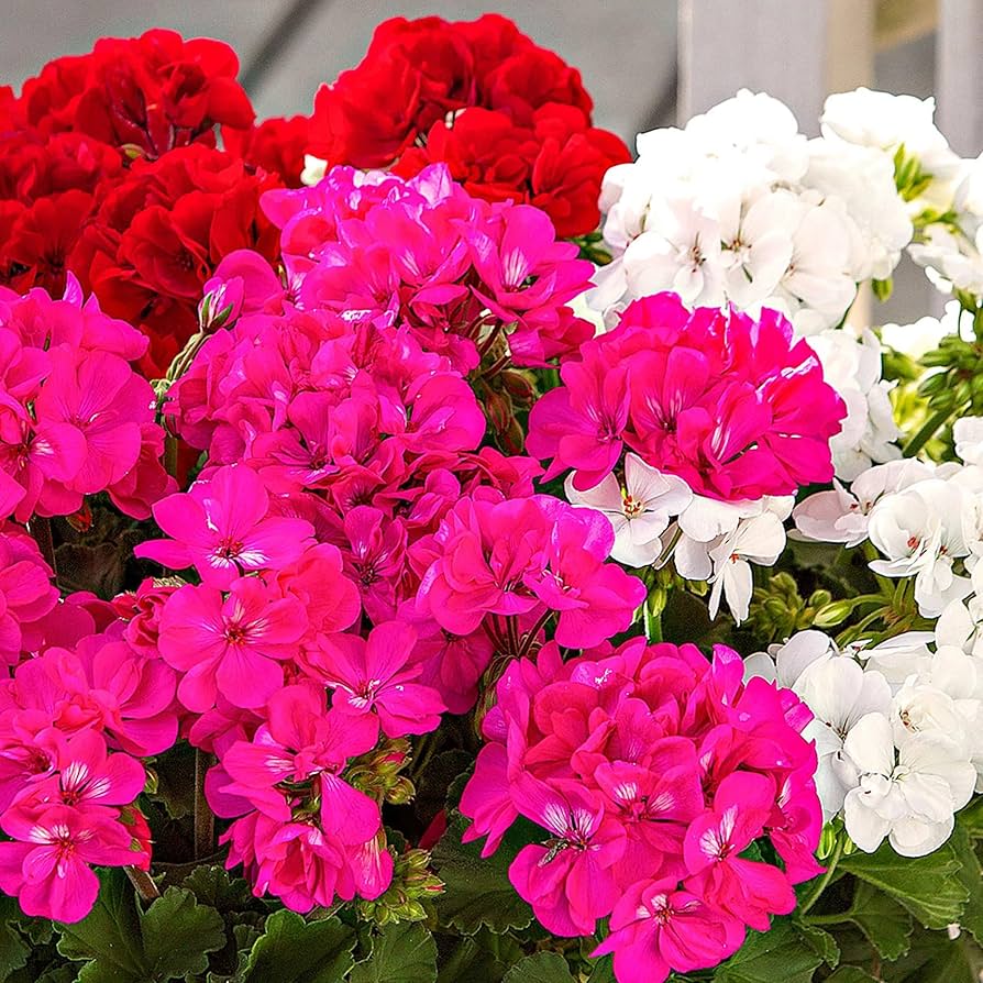 Edge Geranium Flower Pelargonium hortorum for planting in flower bed and urban garden
