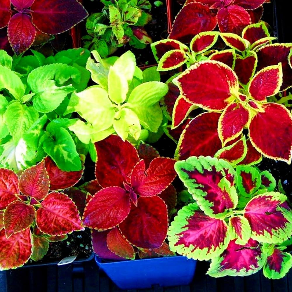 Coleus Plectranthus Scutellarioides Rainbow Mix Herb Seeds for Planting – Perfect for Colorful Foliage in Garden Pots