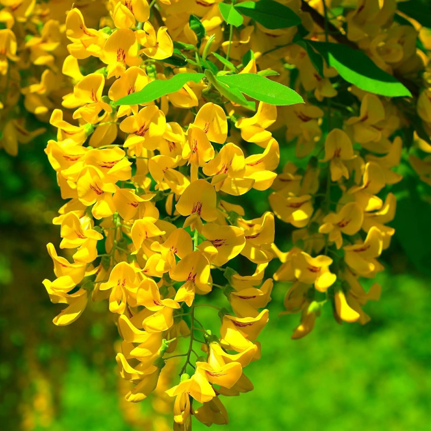 Yellow Wisteria Seeds