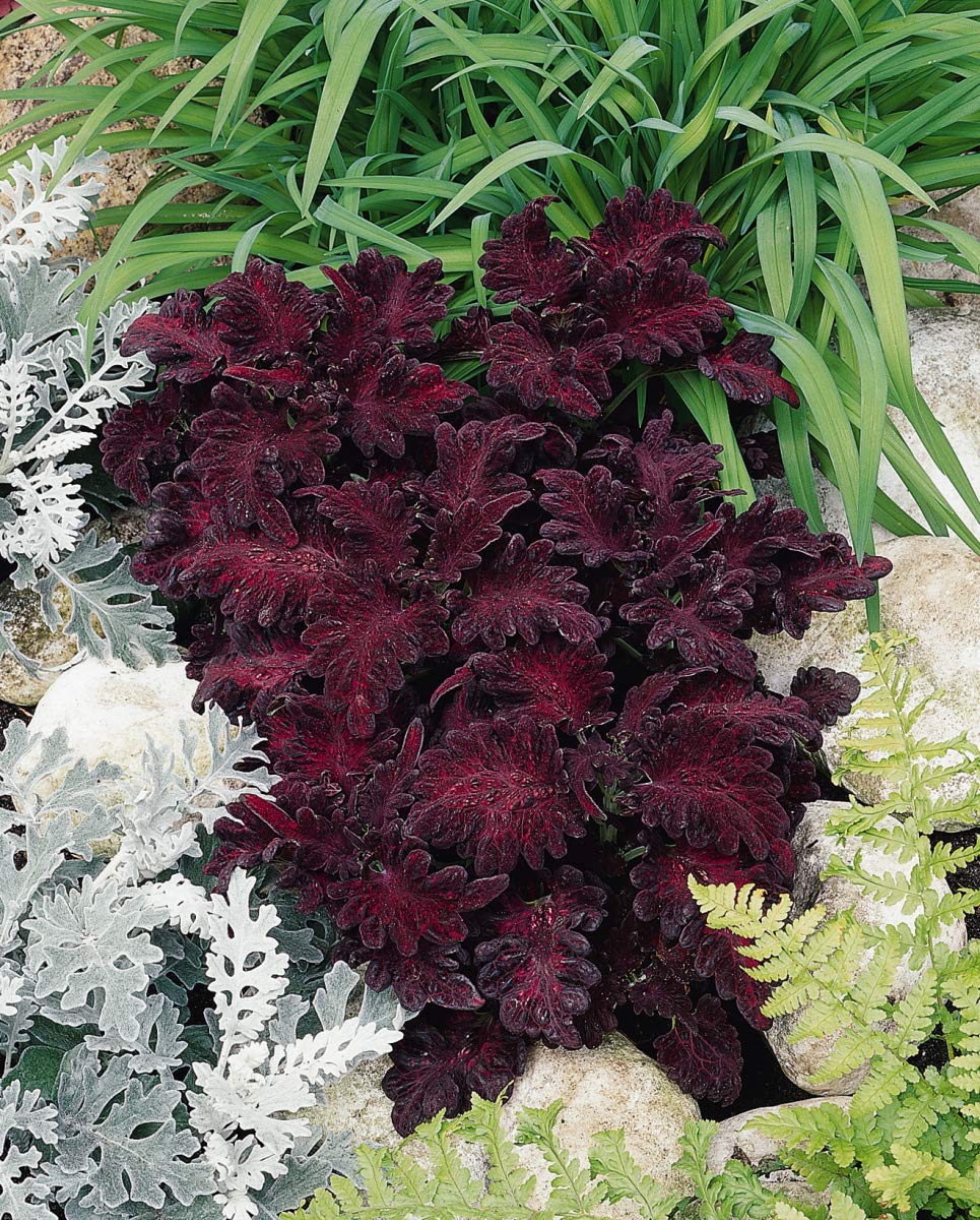 Coleus Black Dragon Dark Foliage Plant Seeds