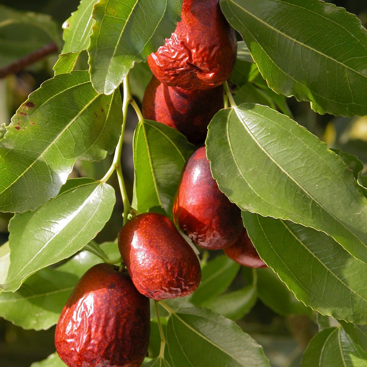 Green Ziziphus Plant Seeds for Exotic Garden Landscaping – Fresh Herb for Your Garden