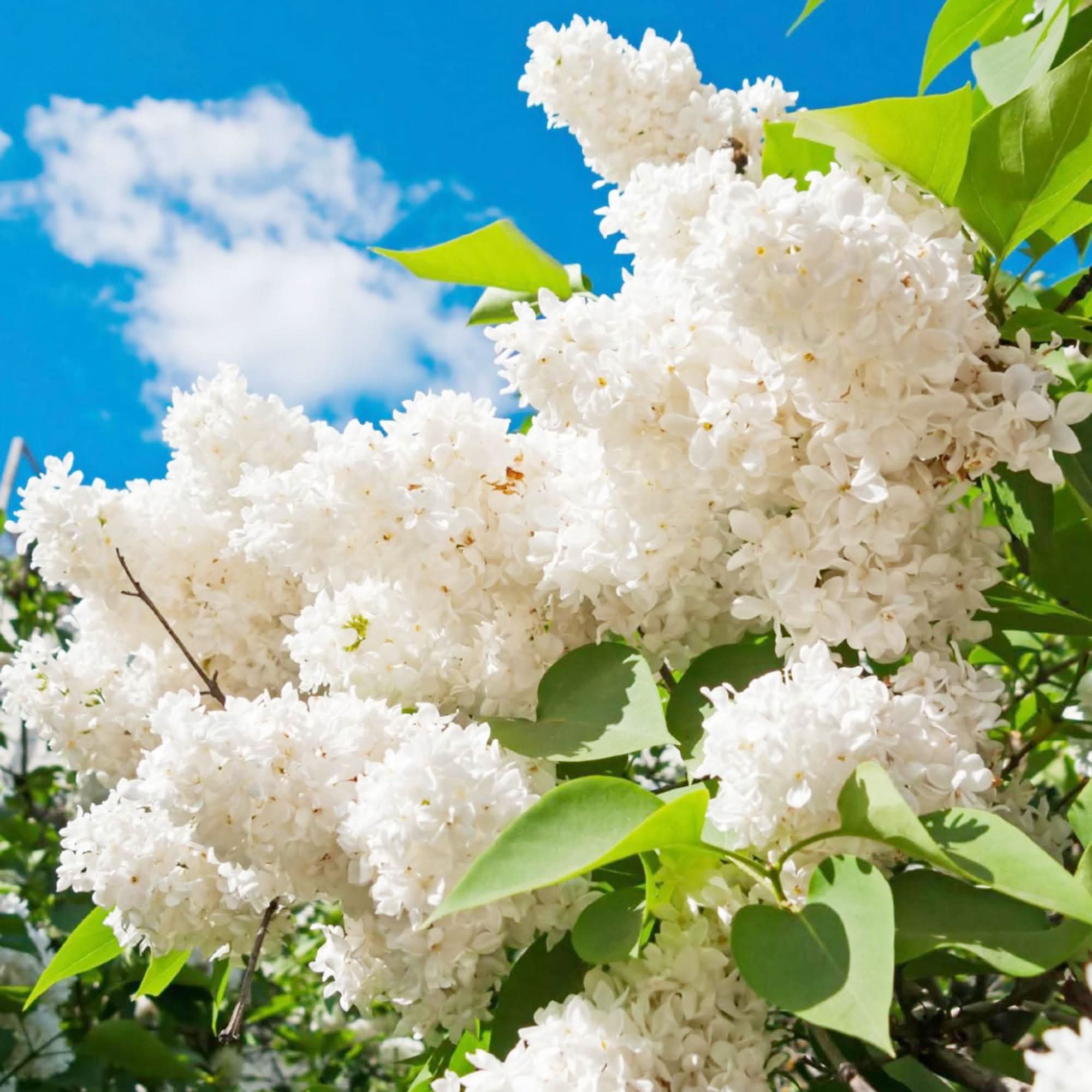 Syringa Reticulata Seeds – Japanese Lilac for Backyard Garden ...