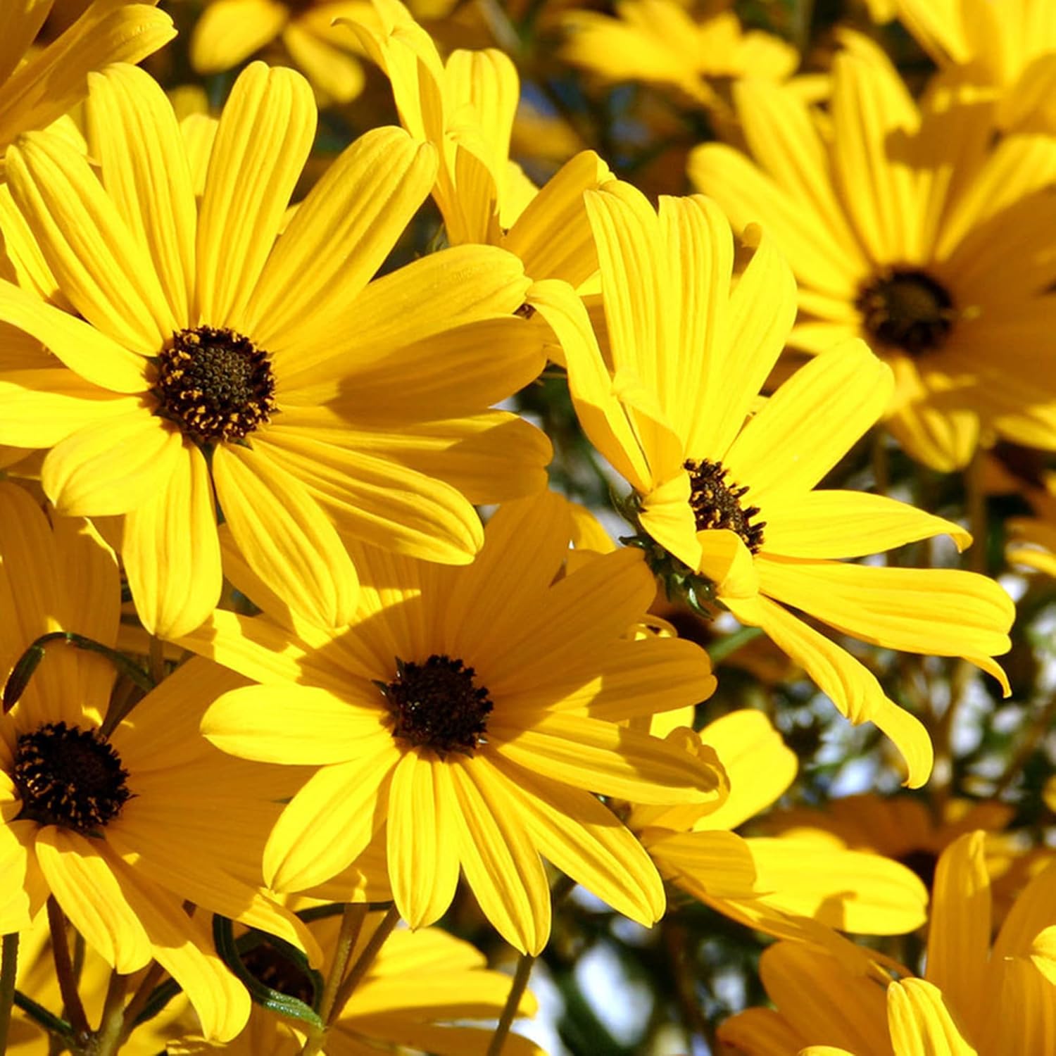 Swamp Sunflower Seeds