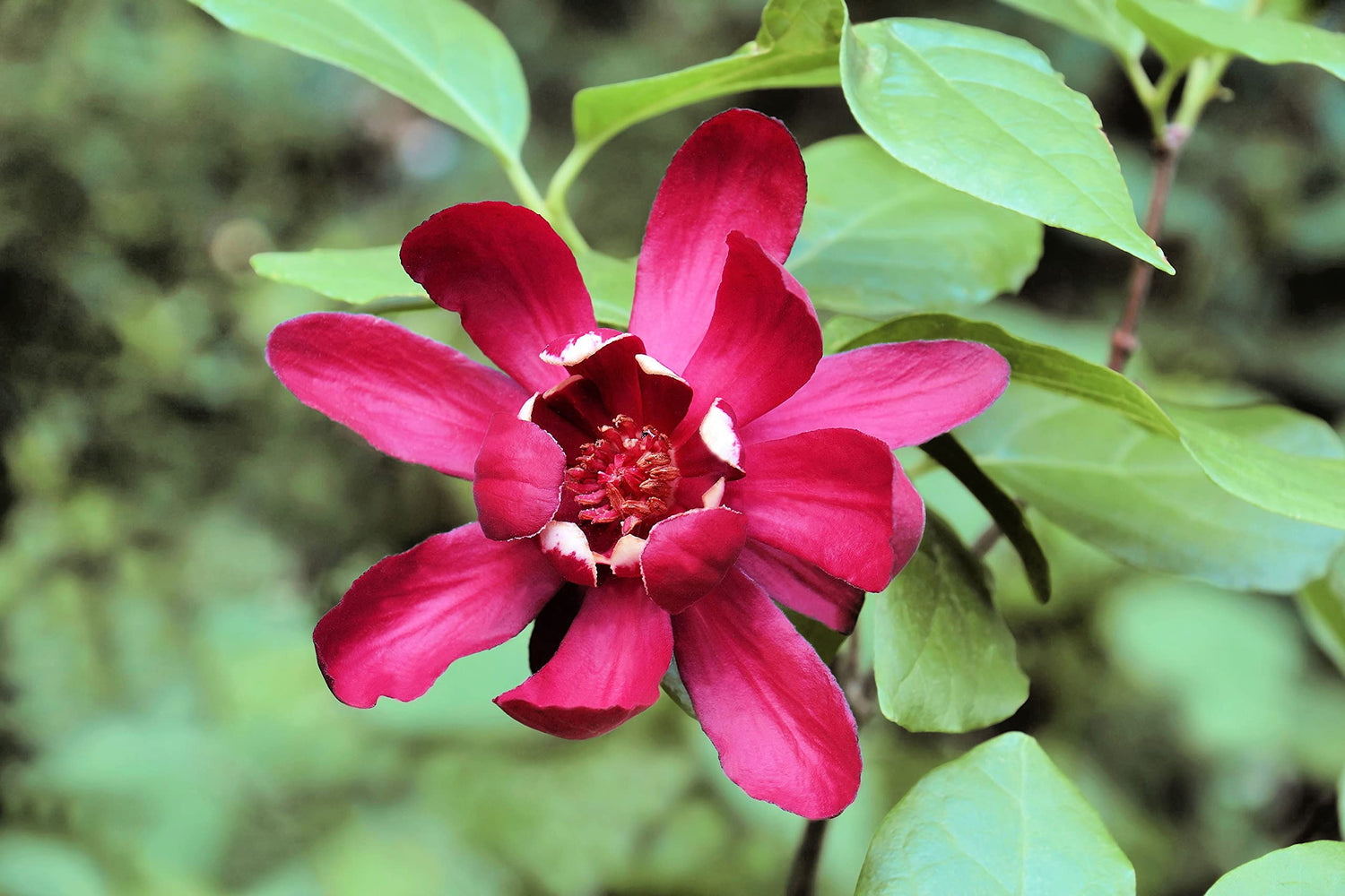 Sweetshrub Calycanthus floridus flower seeds for planting in home landscape or fragrant garden beds
