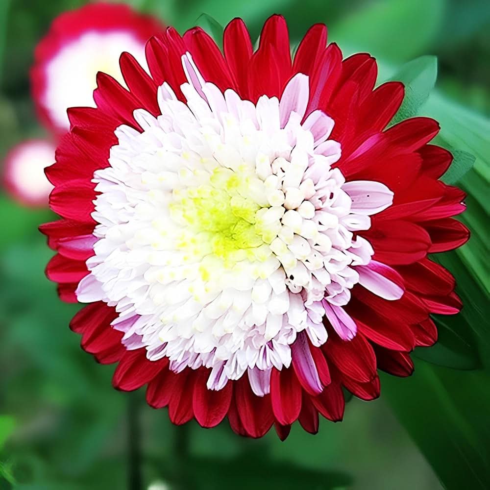 Aster Red Rainbow Chrysanthemum Perennial Flowering Seeds For Planting