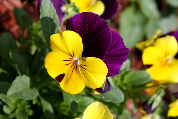 Violet Yellow Pansy Flower Seeds – Non-GMO Seeds for Colorful Garden