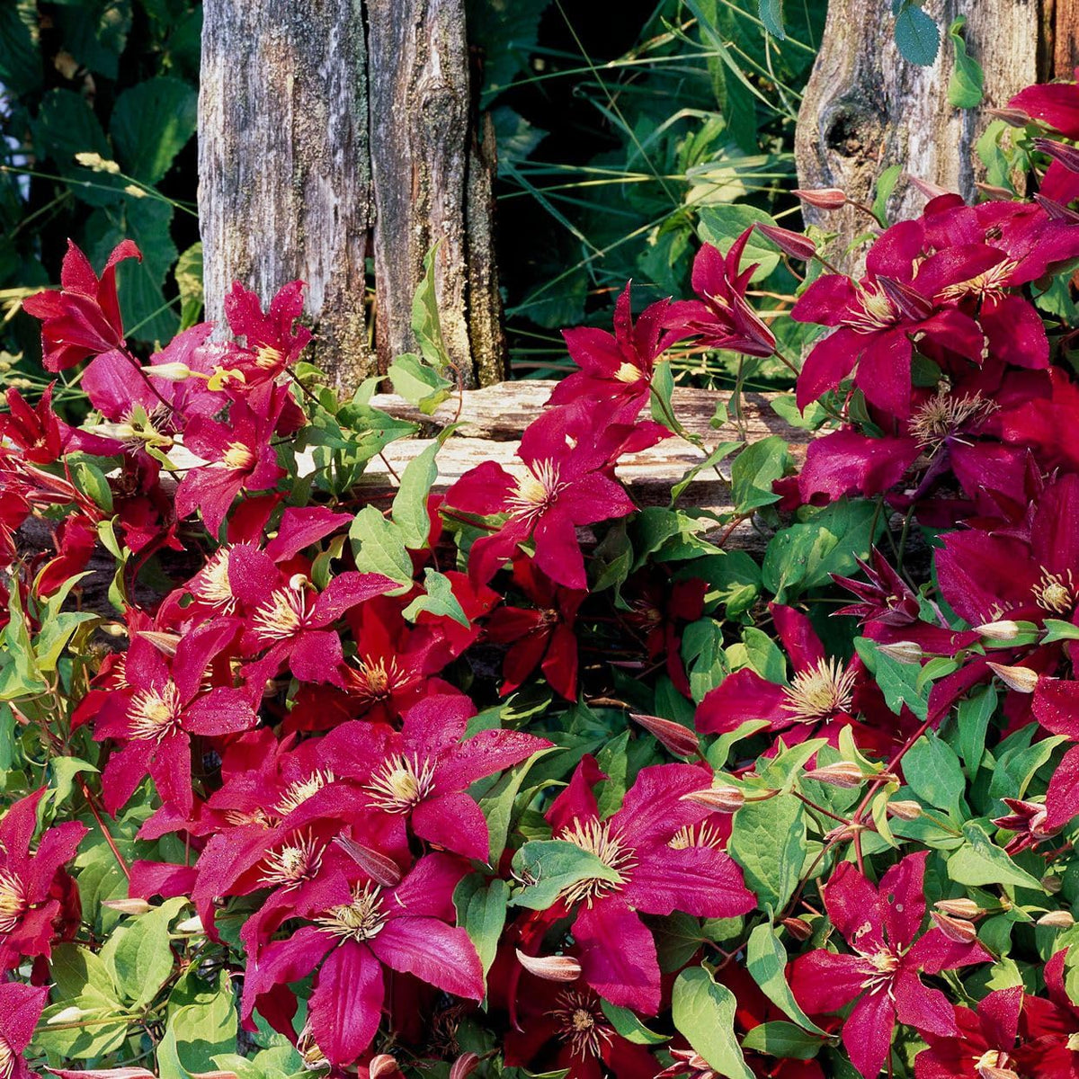 Clematis Viticella Seeds for planting in trellis garden