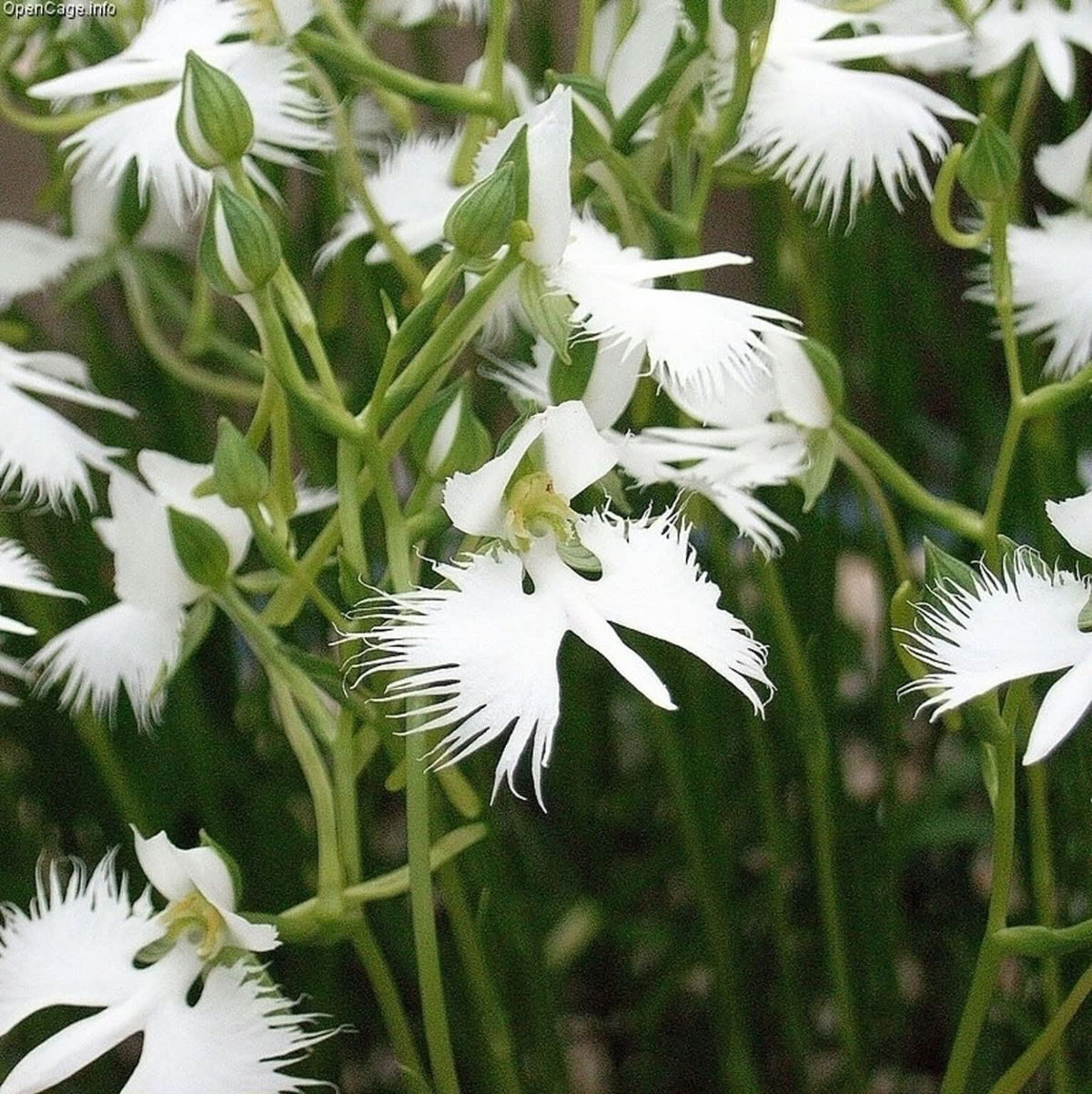 Rare Heirloom White  Flower Seeds