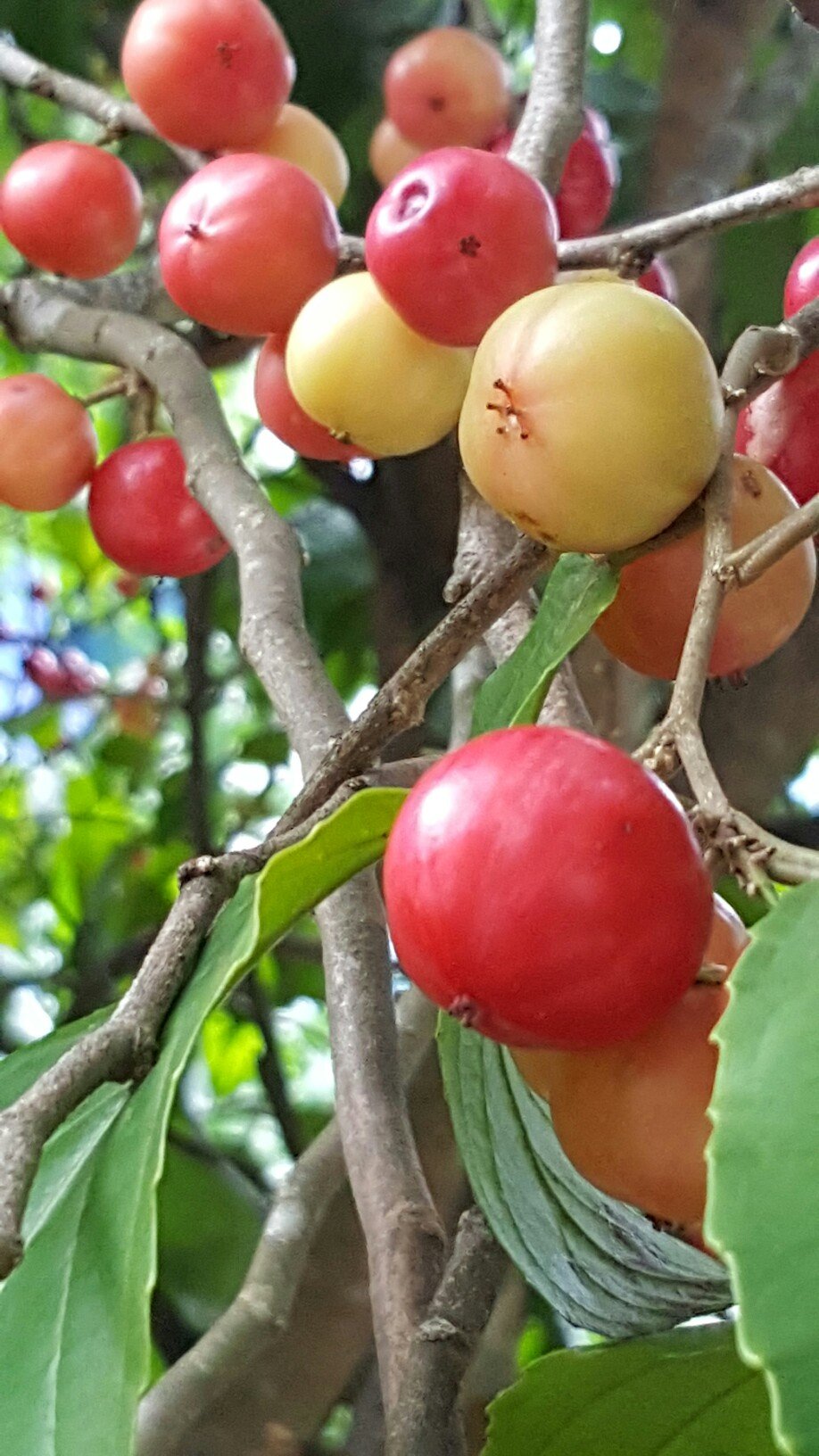 Lovi-Lovi Fruit (Flacourtia inermis)