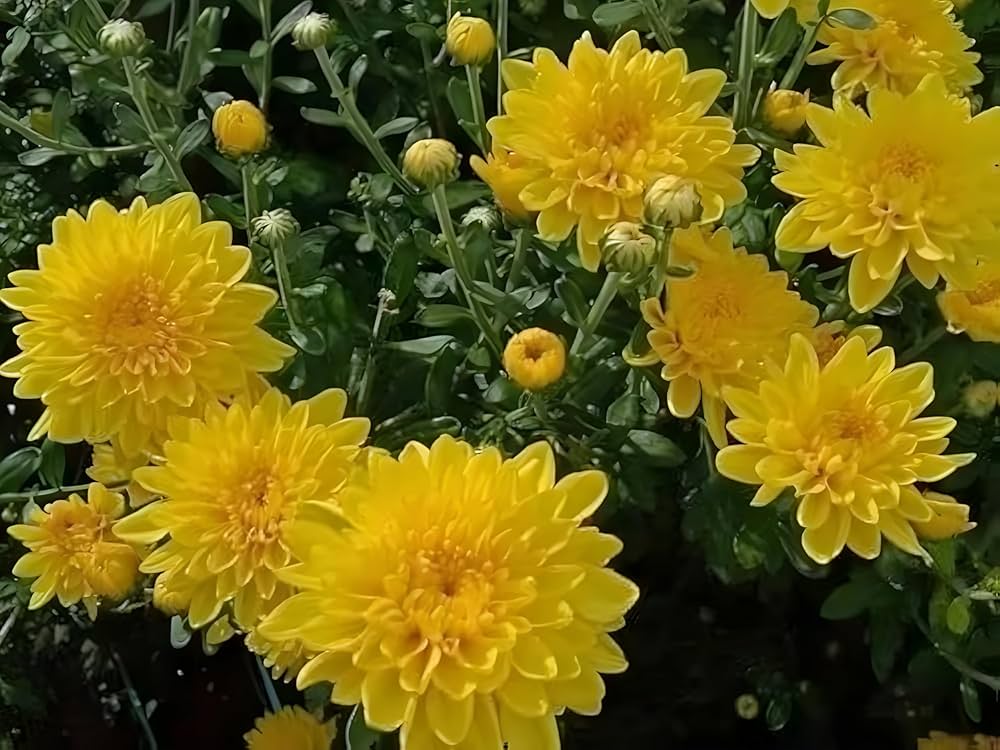 Chrysanthemum Mixed Flower Seeds for Planting flower bed