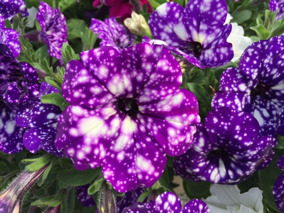 Rare Petunia Petunia spp. Seeds for Planting - Ideal for Flower Bed & Urban Garden