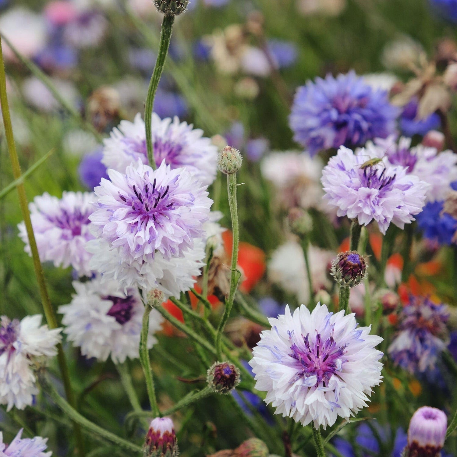 Bachelor Button Centaurea Cyanus Mixed Flower Seeds for Planting – Ideal for Cut Flower Gardens and Seasonal Borders