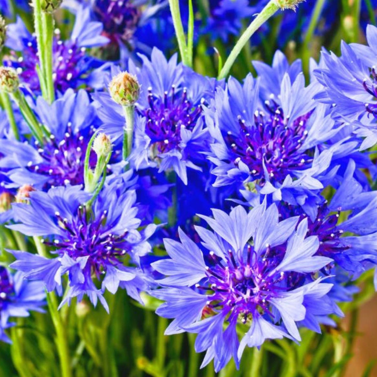 Classic Romantic Mix Cornflower (Centaurea cyanus) seeds for cottage garden planting