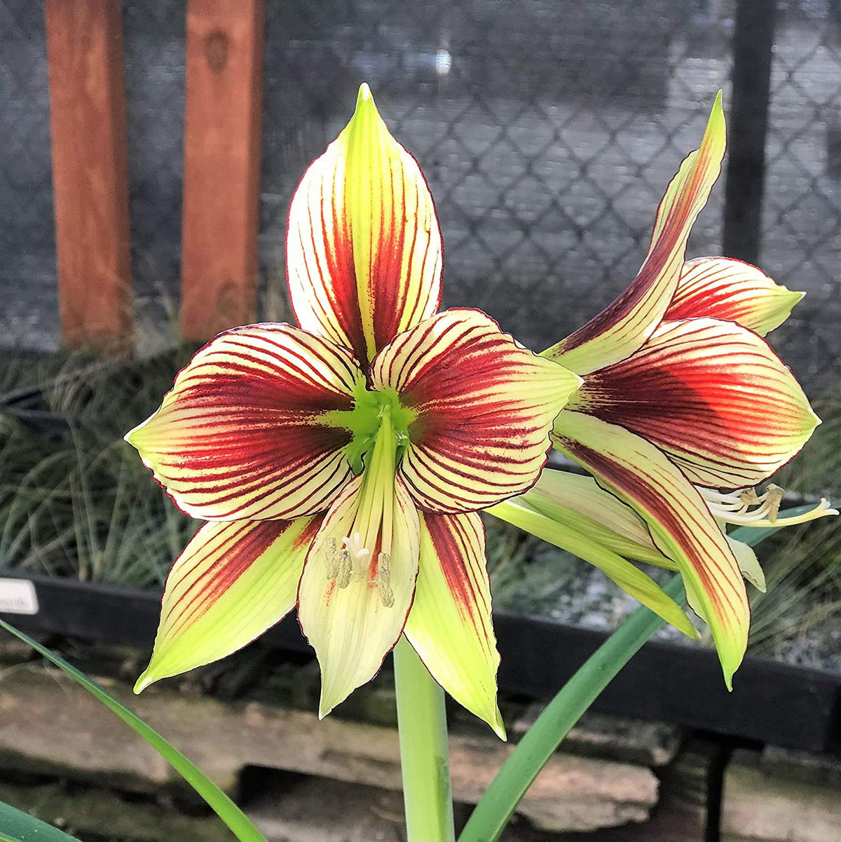 Light Yellow Hippeastrum Flower Seeds for Planting for planting in your garden.