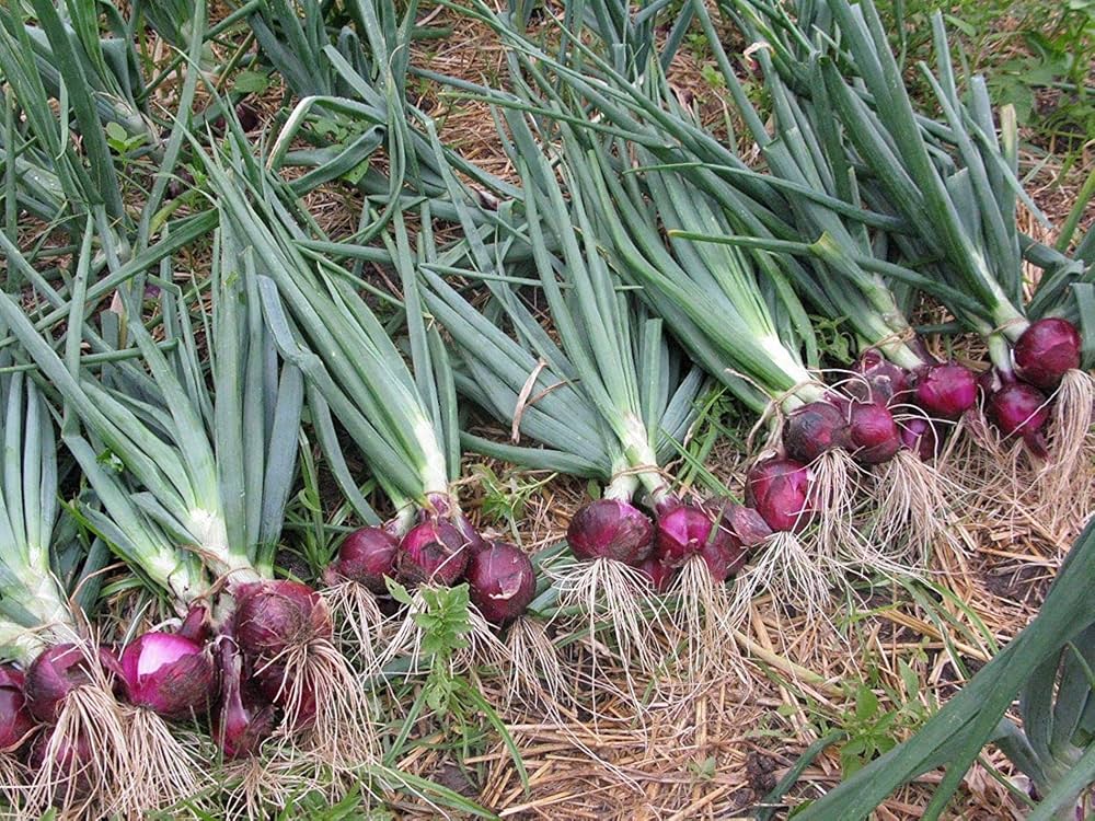 Onion Allium cepa Seeds for Planting in Vegetable Patch and Home Garden